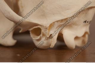 photo reference of skull 0034